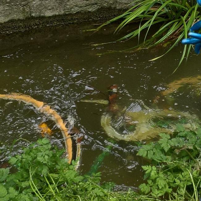 Lachsbach: Schüler werden zu Plastic Pirates und suchen Mikroplastik